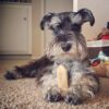 EcoKind Himalayan Yak Cheese Dog Chew | All Natural Premium Dog Treats, Healthy & Safe for Dogs, Long Lasting, Treats for Dogs, Easily Digestible, for All Breeds & Sizes (Large, 4-Pack) - Image 5