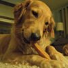 EcoKind Himalayan Yak Cheese Dog Chew | All Natural Premium Dog Treats, Healthy & Safe for Dogs, Long Lasting, Treats for Dogs, Easily Digestible, for All Breeds & Sizes (Large, 4-Pack) - Image 6
