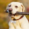 Got Lost Looking for Bitches Dog ID Tag - Unique Pet Id Tag - Dog Tag - Cat Tag - Custom Pet Tag - Image 7