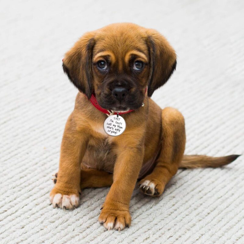 Melix Home Funny Pet Tag, Funny Dog Tag, Stainless Steel Pet Tags, Dog Collar Tag, Pet Tags, Dog Collar Tag, Sht I'm Lost My Mom is Ugly Crying Dog Tag - Image 5