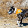 Orange Dog Bandana. Hi-Visibility Reflective Blaze Orange Velcro Bandana for Large and Small Pets. Safety Accessories for Walking, Camping, and Off Leash Exploration. - Image 4