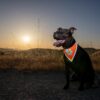 Orange Dog Bandana. Hi-Visibility Reflective Blaze Orange Velcro Bandana for Large and Small Pets. Safety Accessories for Walking, Camping, and Off Leash Exploration. - Image 3