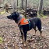 Orange Dog Bandana. Hi-Visibility Reflective Blaze Orange Velcro Bandana for Large and Small Pets. Safety Accessories for Walking, Camping, and Off Leash Exploration. - Image 5