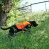 Reflective Dog Vest. Hi-Visibility, Fluorescent Blaze Orange Dog Vest Helps Protect Your Best Friend. Safeguard Your PUP from Motorists & Hunting Accidents, On or Off Leash. (XL) - Image 7