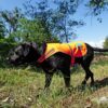 Reflective Dog Vest. Hi-Visibility, Fluorescent Blaze Orange Dog Vest Helps Protect Your Best Friend. Safeguard Your PUP from Motorists & Hunting Accidents, On or Off Leash. (XL) - Image 6