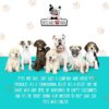 Pets Are Kids Too Premium Pet Dental Spray - 8oz Mint Dog Breath Freshener Cat Dental Care Dog Dental Mouthwash Dog Spray Dog Teeth Cleaning Fights Tartar Plaque Gum Disease Dog Breath Water Additive - Image 7